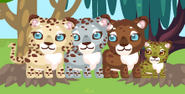 MiaRi's leopards(from left to right): Cream, Soul, Brownie, and Little Camo.