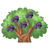 Blackberry Tree -- produces Homegrown Blackberries and is grown from a Mystery Berry Tree Seed