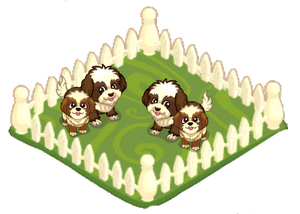 Shih tzu shop shop