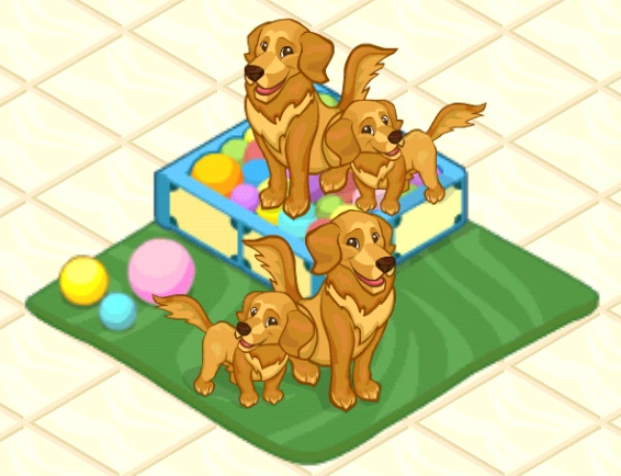 Golden retriever pet shop Clearance