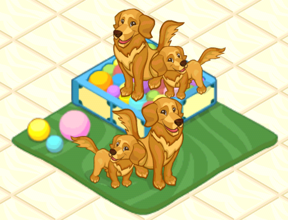 Golden retriever hot sale pet store