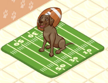 Labra dog shopping cheap
