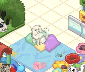 Persian cat shop new arrivals
