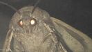 LAMP (Moth Lamp)