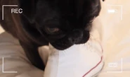 Edgar chewing Marzia's shoe.
