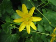 Ranunculus ficaria-1-