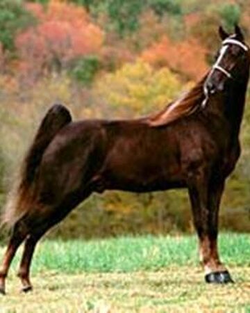 Tennessee Walking Horse Pferde Wiki Fandom