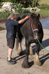 800px-Horse grooming-1-