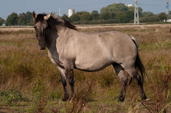 1024px-Konik2-1-