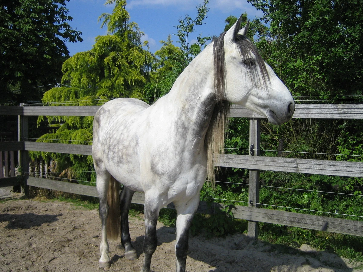 Lusitano Pferde Wiki Fandom