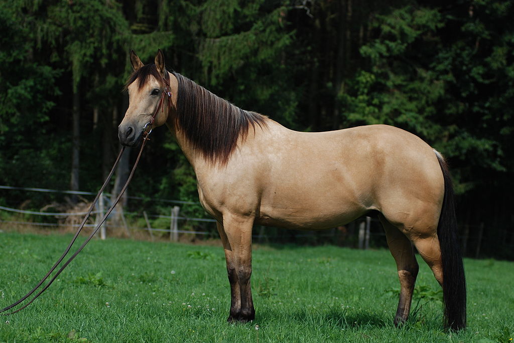 Buckskin Pferde Wiki Fandom