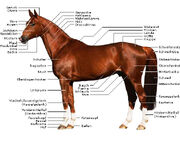 Pferde-Anatomie-Koerperteile-deines-Pferdes-Koerperbau-von-Pferden-1-1-