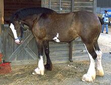 Clydesdale horse-1-
