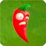 JalapenoA