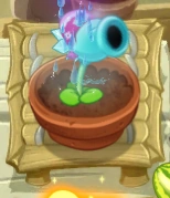 Hagelzuckererbse im Zengarten