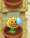 Sonneblume im Zengarten (PvZ 2)