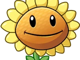 Sonnenblume