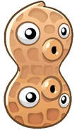 HD Erbs-Nuss