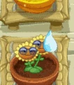 Doppelsonnenblume im Zen-Garten
