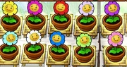 Ringelblumen in den verschiedenen Farben