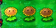 Die linke Sonneblume bringt gleich eine Sonne (PvZ 1)