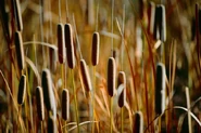 640px-Cattails 8yyb-1-.jpg (46 KB) Die Pflanze auf der der Katzenschwanz basiert