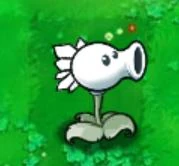 Imitater Snow Pea.jpg (5 KB) Die Imitator Hagelzuckererbse