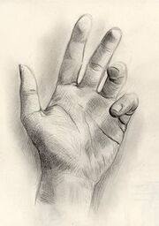 Musterhand.jpeg