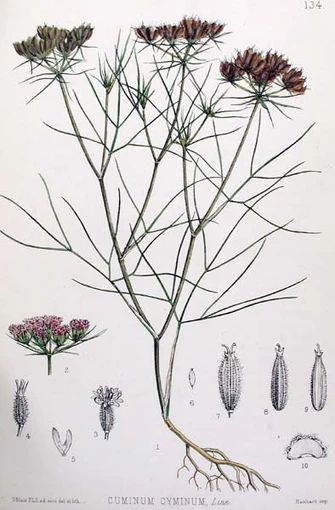 Cumin | Phaeselis Wiki | Fandom