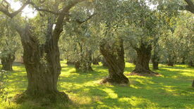 Olive trees on Thassos