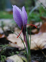 Saffran crocus sativus moist