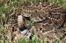 1024px-Crotalus atrox (2)