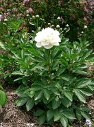 Paeonia lactiflora1