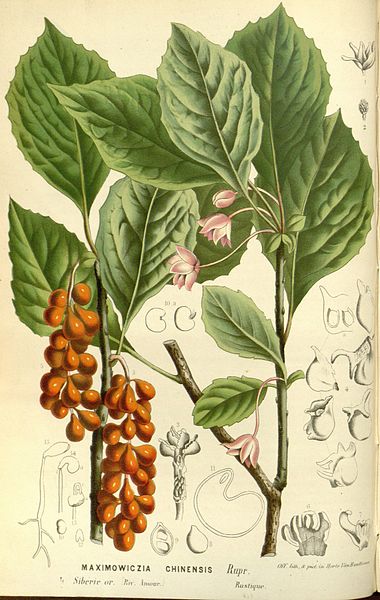 Wp-Flore des serres v15 173a
