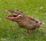 Crocoduck