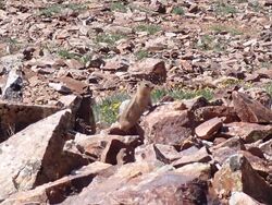 A picture of a chipmunk, or minibear, sitting on a rock on Baldy Mountain.