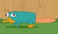 Perry the Platypus
