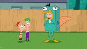 Candace and the egg, supposed by Phineas and Ferb to be Perry's.