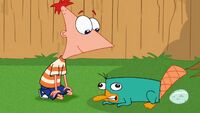 Phineas talks to Perry