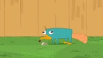 Perry and the flower