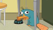 Perry as a mindless animal