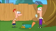 Phineas and Ferb find Perry's egg.