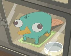 Perry 5 năm trước.