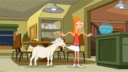 Candace watches on as the stupid goat eats her skirt.