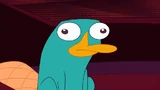 Perry remaining in pet mode, despite Doof-2 exclaiming his true identity to the boys