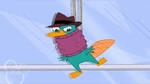 Agent P trapped in a legwarmer