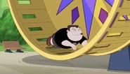 Buford rides Tropey like a hamster wheel