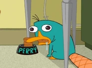 The Amazing Perry!