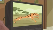 The Cheetah on TV