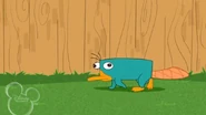 Perry, das Schnabeltier